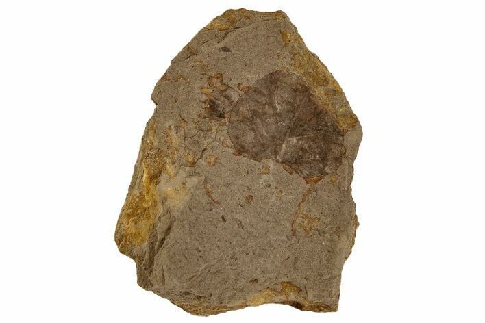 Miocene Fossil Leaf - Idaho #189557